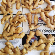 Different specification Chinese cheap price fresh ginger